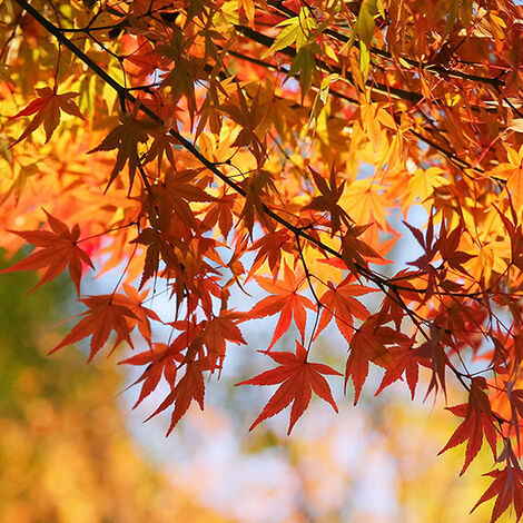 autumn-leaves_00033